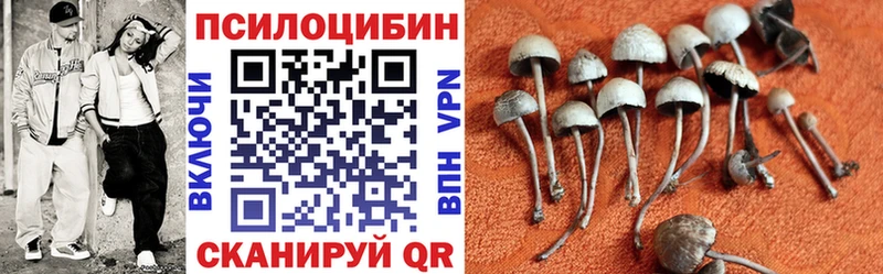Псилоцибиновые грибы Psilocybe  Купить закладки  Трубчевск 